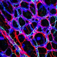 vascular biology immuno